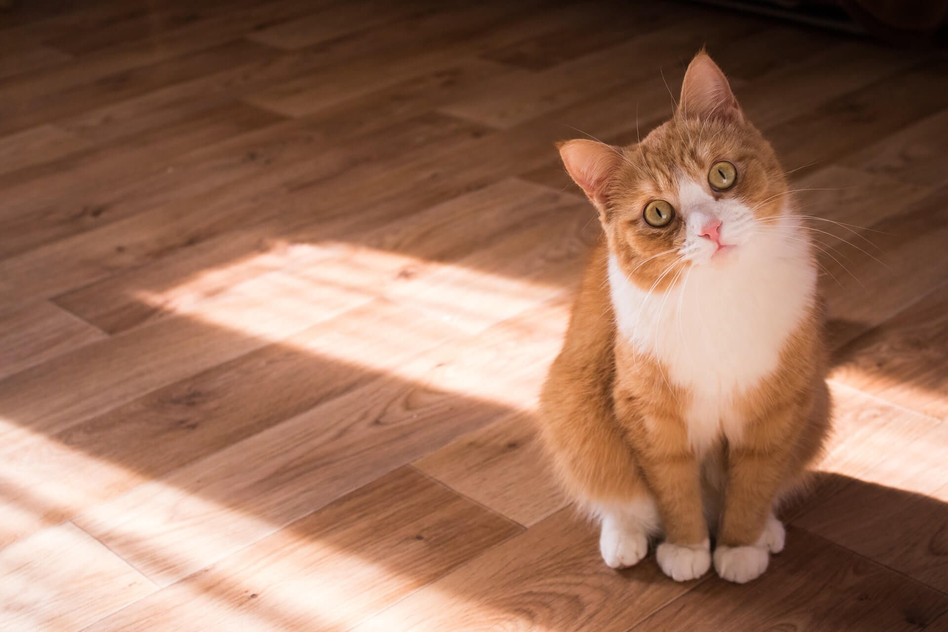 cat in a house