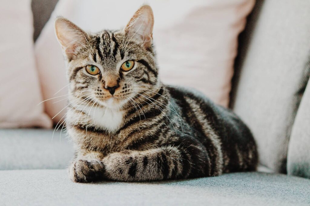 cat relaxing at home