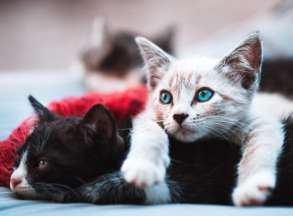 kittens relaxing